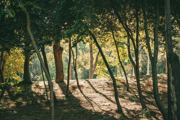 Can Probiotics Improve Gut Health in Seniors and Reduce Inflammation?